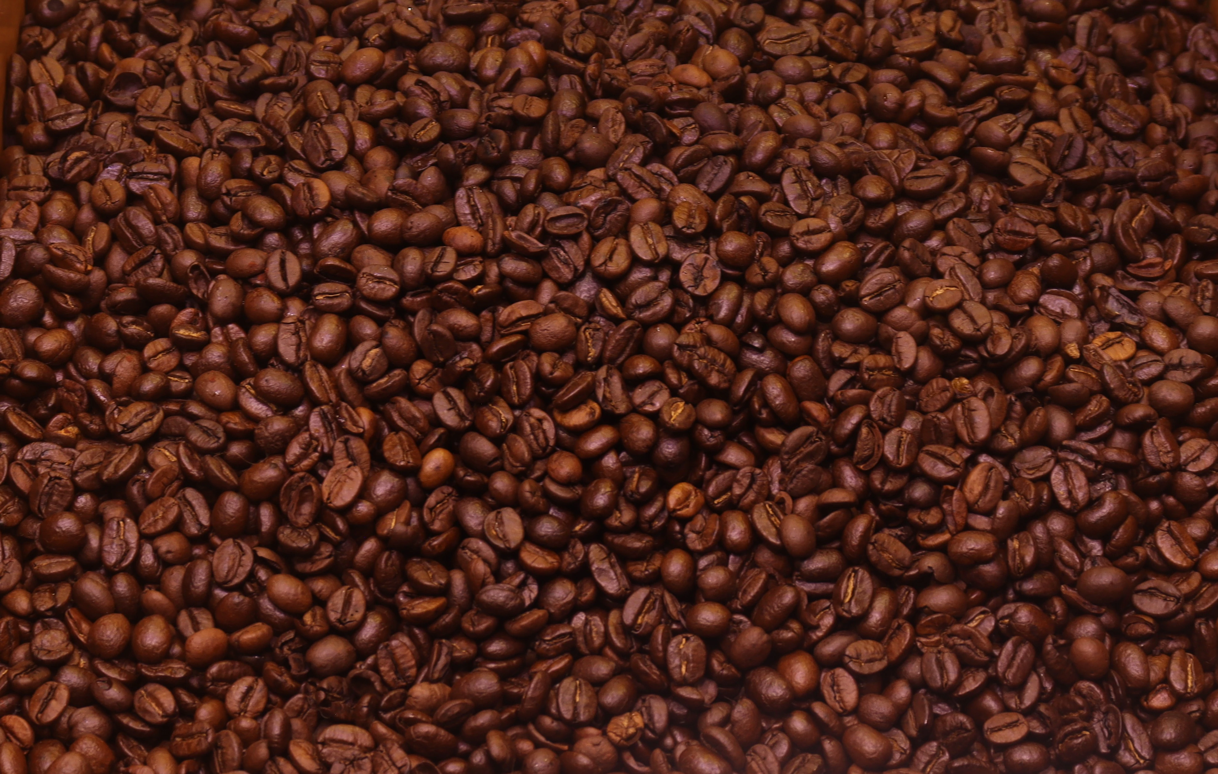 Caffè Toninho - La torrefazione